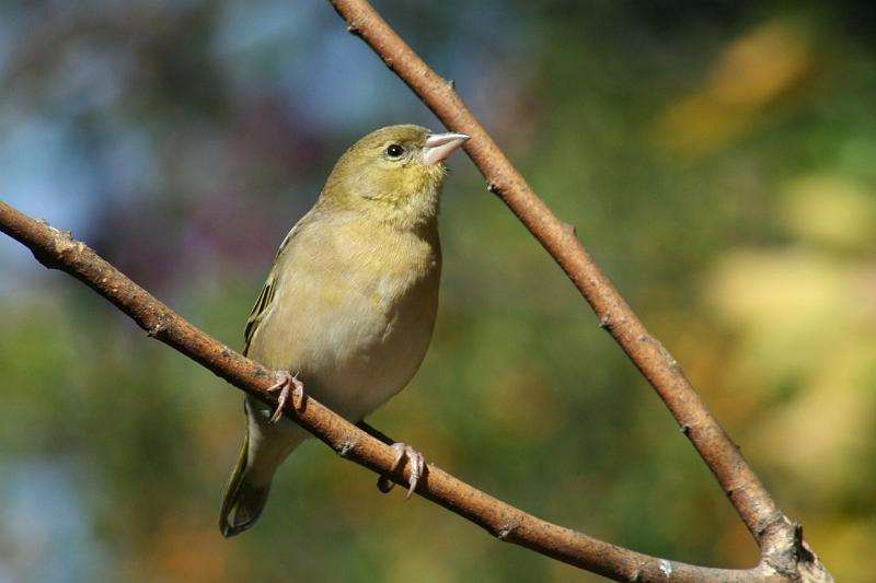 frieda 033.JPG - Herfs is heerlik.....